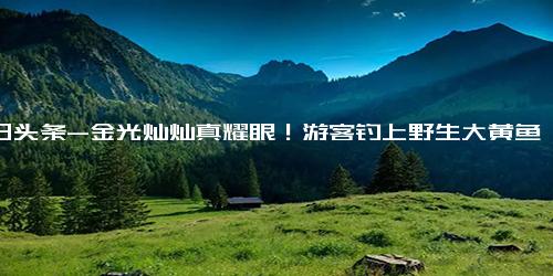 今日头条-金光灿灿真耀眼！游客钓上野生大黄鱼 市场价过万元
